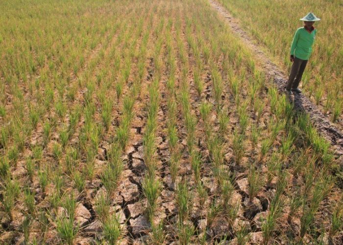 Ribuan hektare sawah di Banten rusak akibat kekeringan